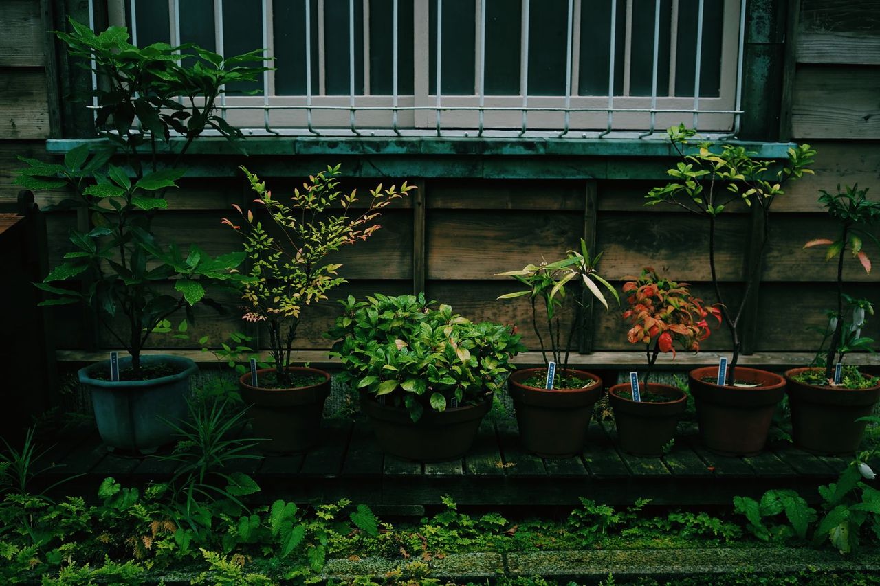 Japanese Knotweed and Property Value: What Sellers Need to Know